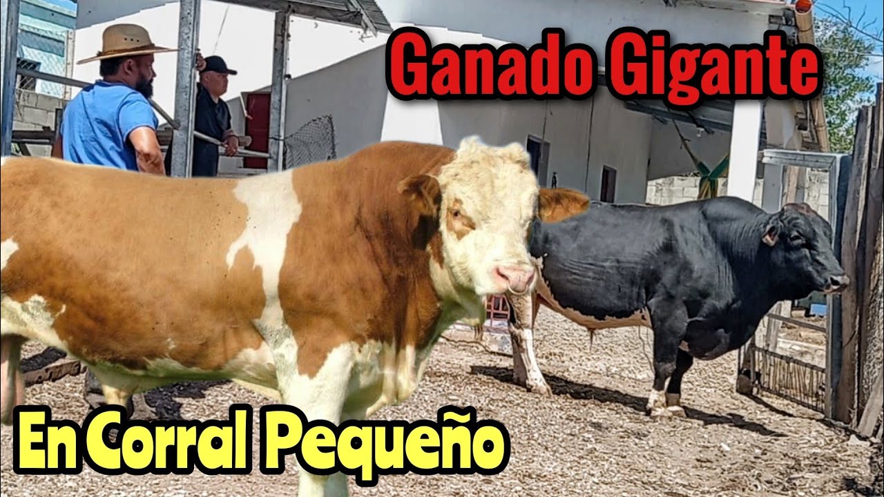 Corral Pequeño con Ganado Gigante en Guatemala 🇬🇹