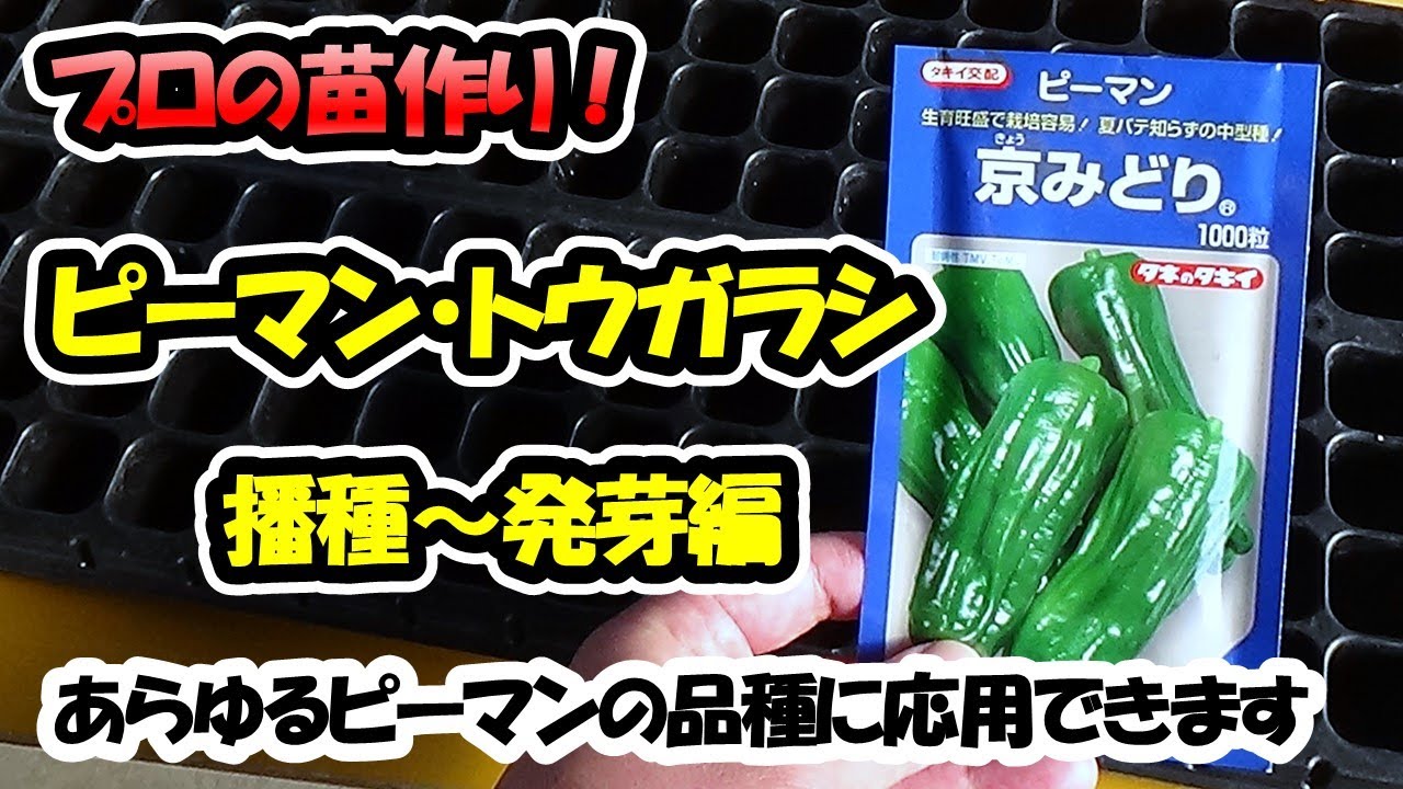 【育苗のプロが教える！】ピーマン・トウガラシ類の苗作り　播種～発芽編（セルトレー）あらゆるピーマンの品種に応用できます