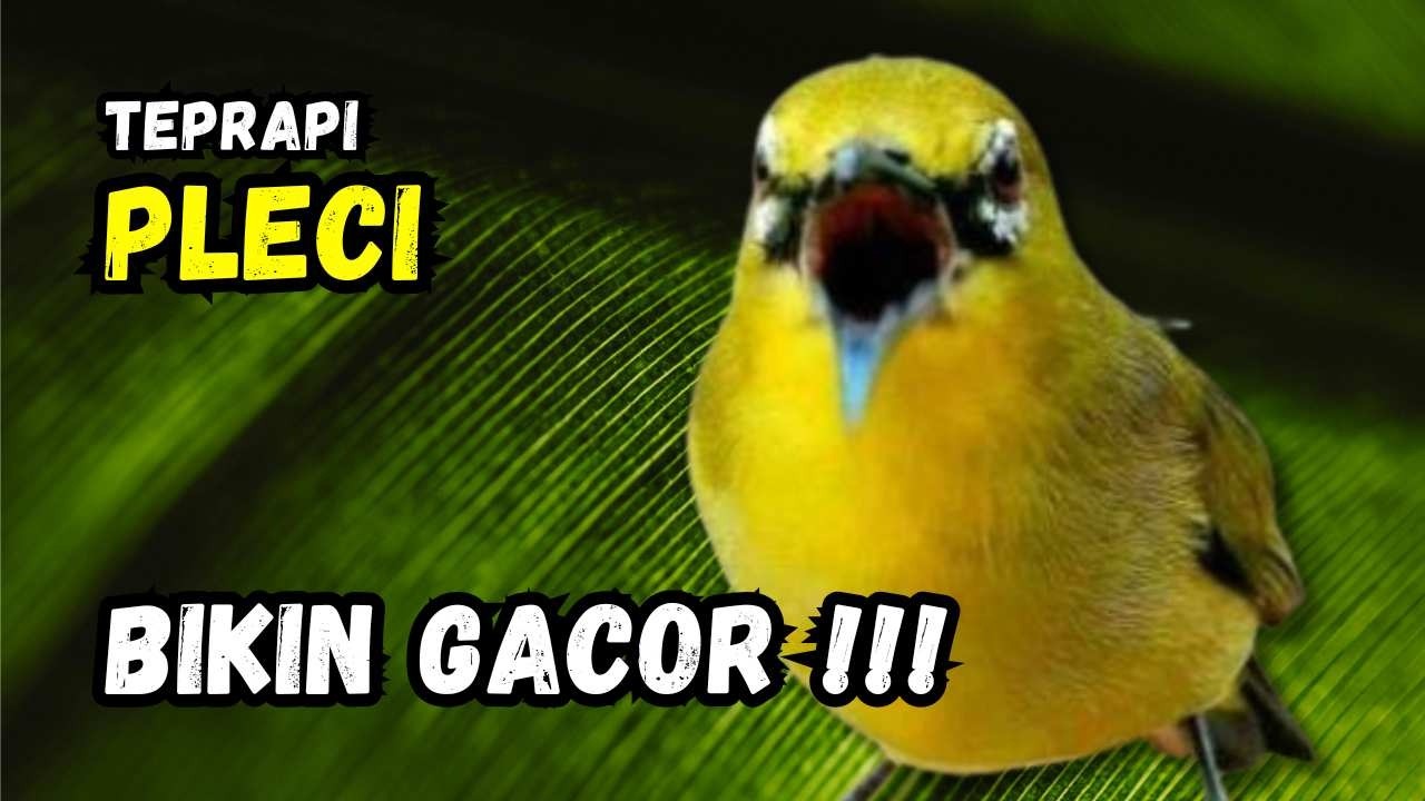 Terapi Pleci Pagi Hari Ampuh Bikin Gacor | Hitungan Detik Pleci Ikut Bunyi