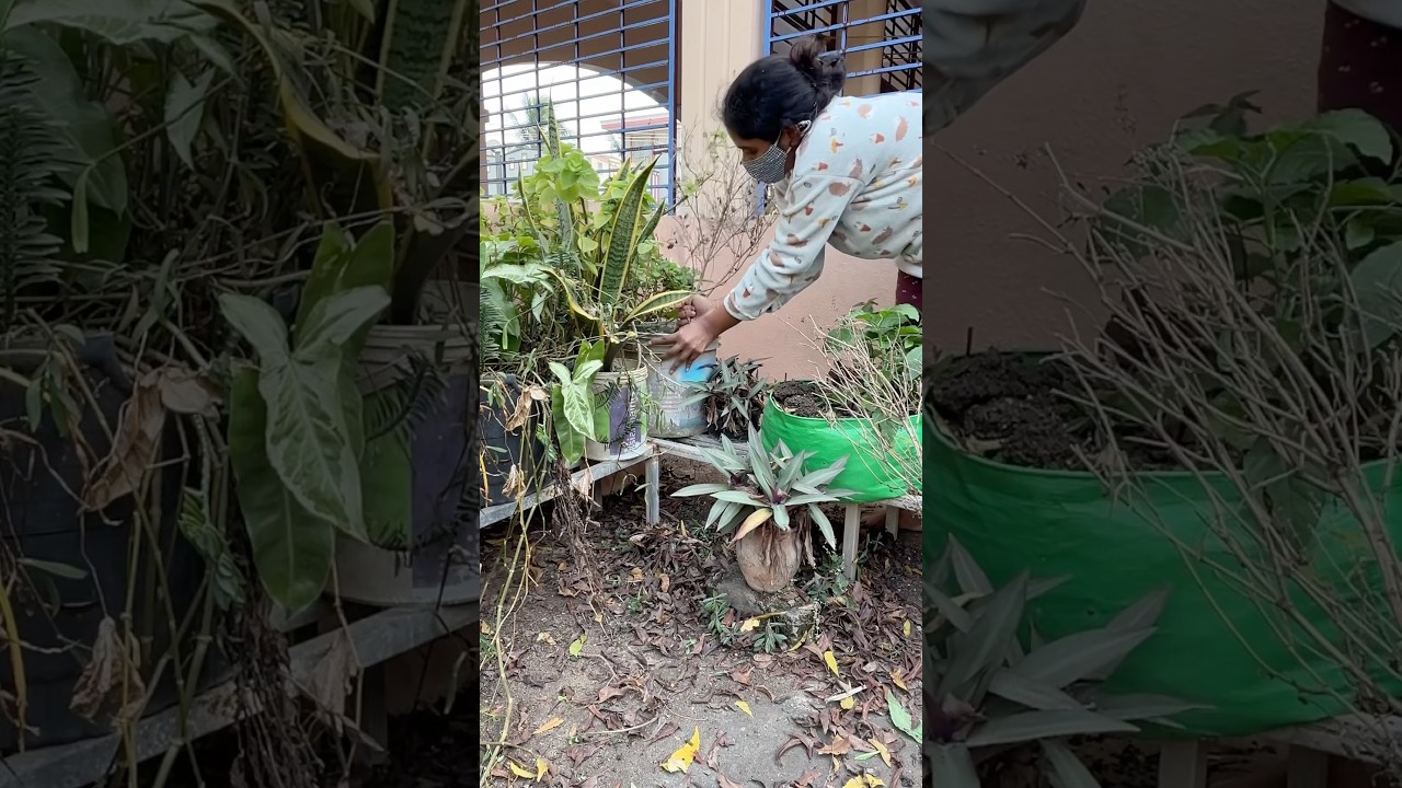 Cleaning My Terrace Garden #shortsviral #gardenmakeover #organicgardening