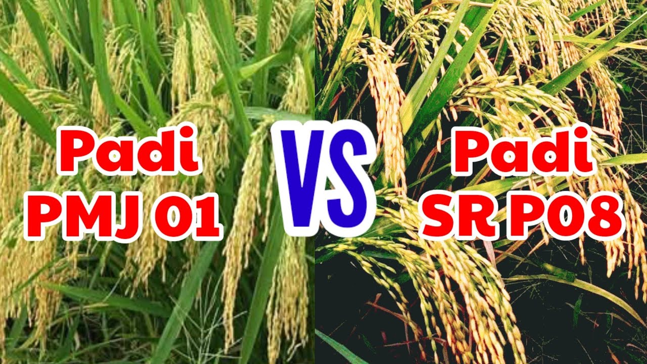 Perbandingan PMJ 01 dengan SR P08