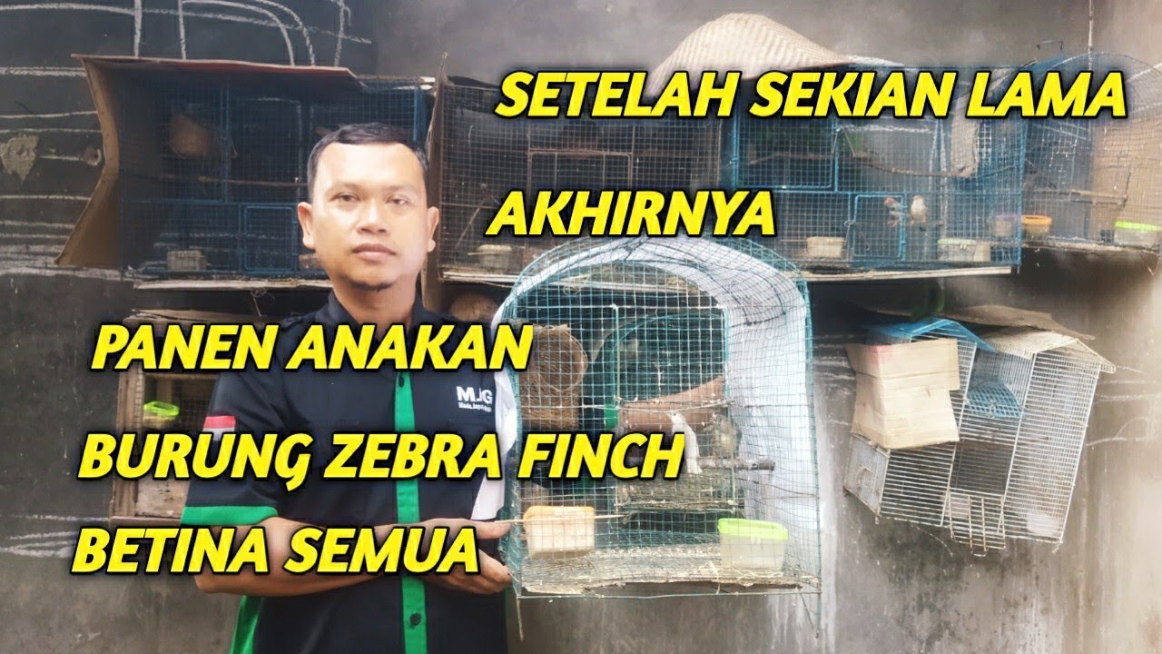 Saatnya Panen Burung Zebra Finch