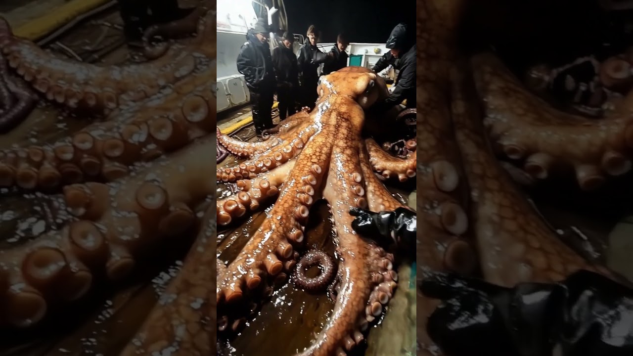 Pulpo Gigante 
