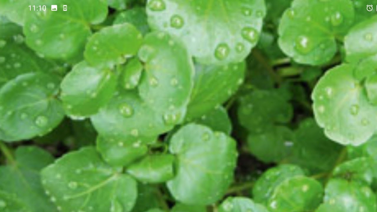 How to grow water cress.
