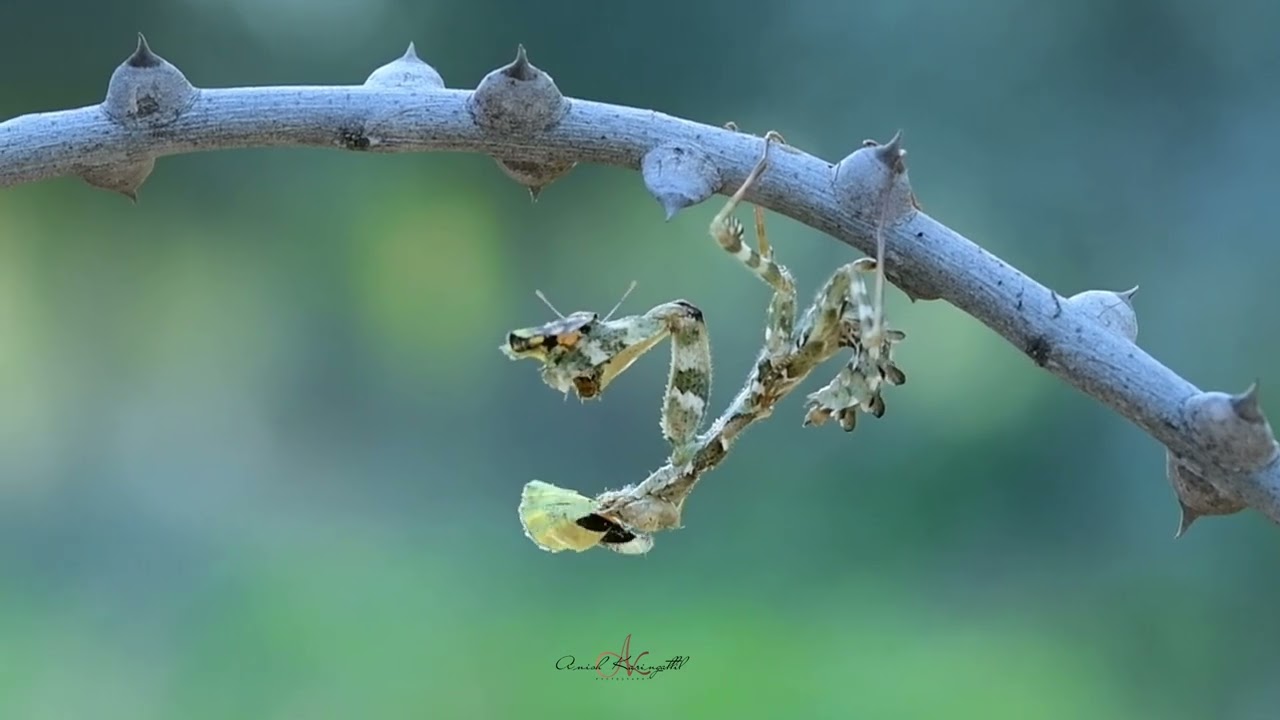 Mantis Kills....    #macrophotography #macro #insects #photography #photooftheday