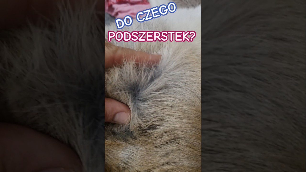 UBRANKO DLA PSA #piesmilka #milka #pies #pupil #adopcjapsa #psy #ubrania #zdrowiepsa #kochampsy