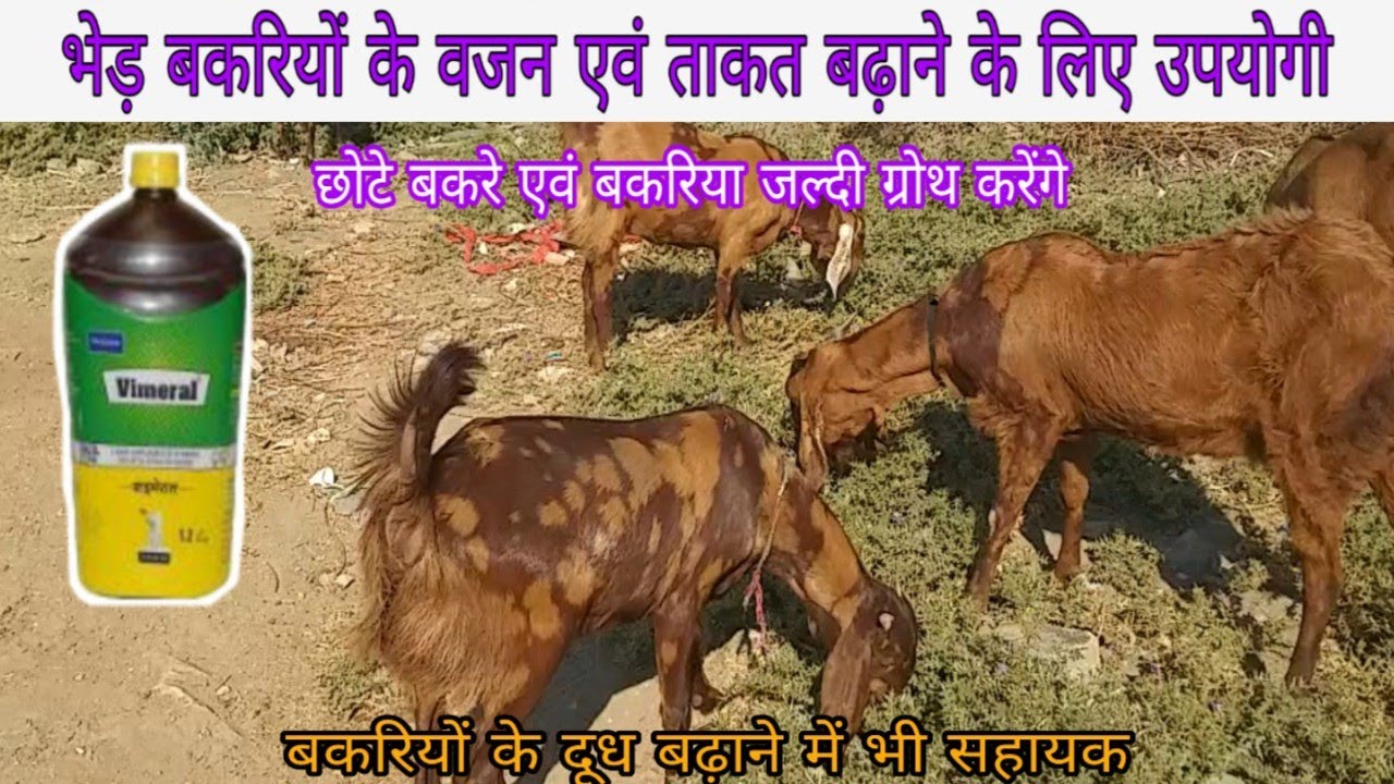 Vimeral A Complete Supplement For Goat | | बकरियो के लिए ताकत, वजन और दूध बढ़ाने के लिए Goat Farming