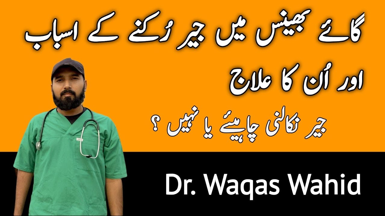 Retention of placenta in Animals | گائے بھینس میں جیر رُکنے کے اسباب اور علاج
