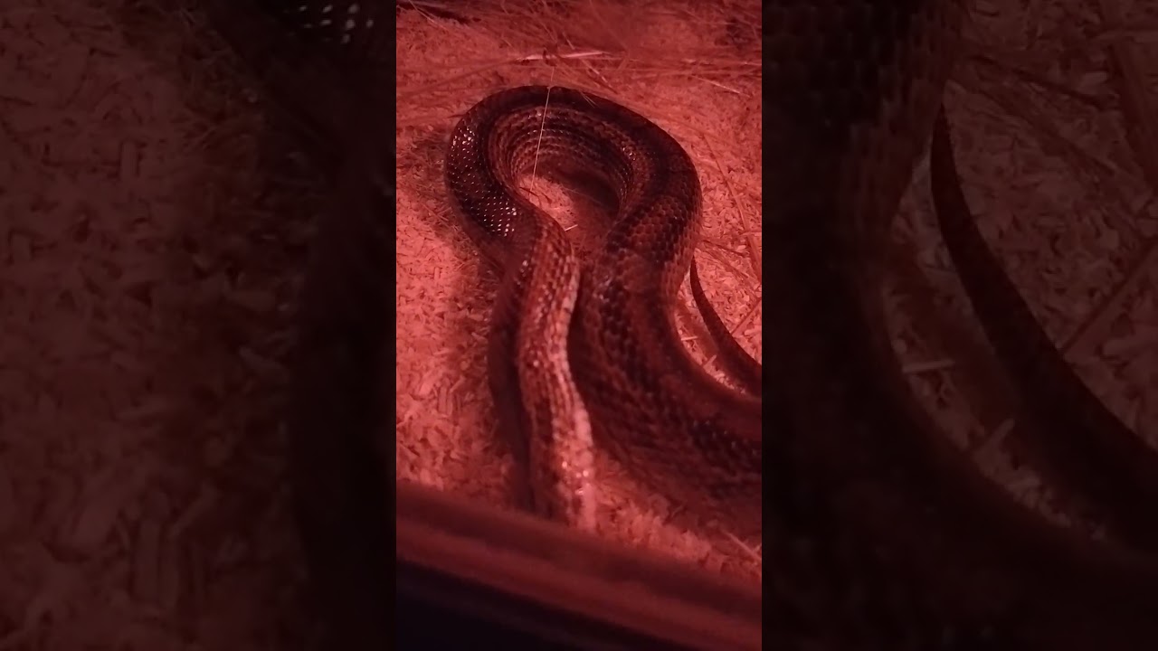 Full length of my corn snake preparing to shed.