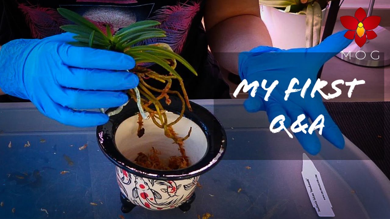 Repotting Neofinetia Orchids in AWESOME clay pots! + MOG Q&A