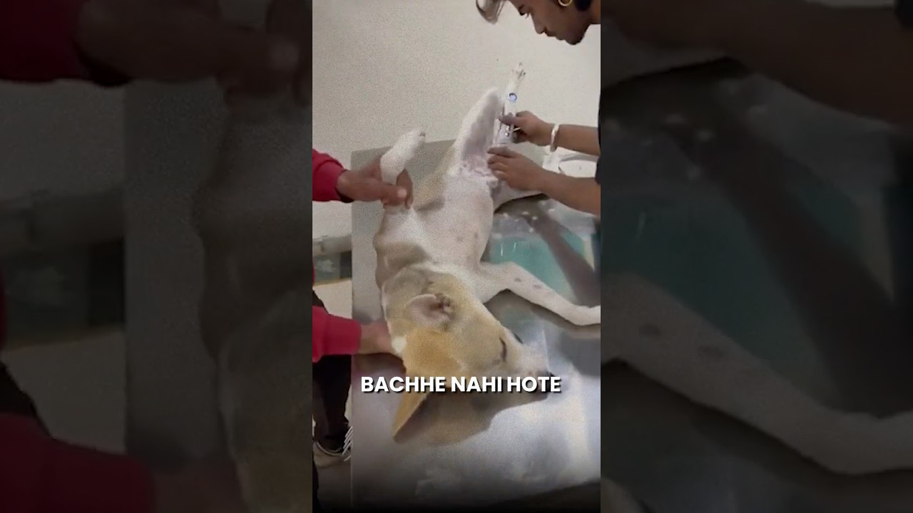 Dogs की नसबंदी करना सही है या गलत?