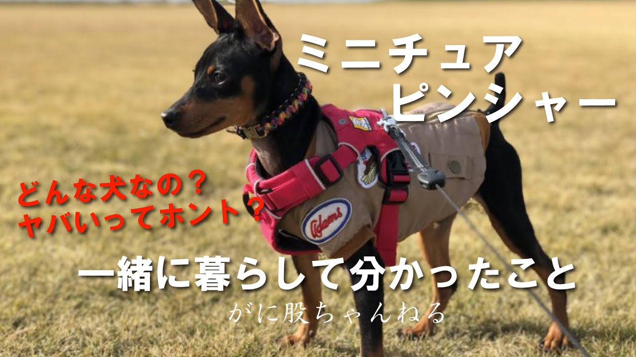 【超ヤバくてかわいい】ミニチュア ピンシャーと一緒に暮らして分かったこと