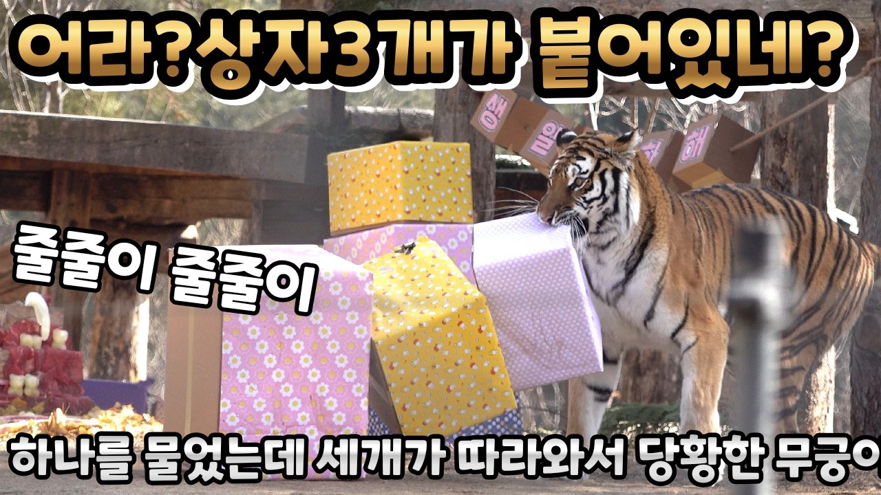 (4K) 천재 무궁이 상자 분리에 성공! - 백두대간수목원 / 한국호랑이 / 호랑이숲