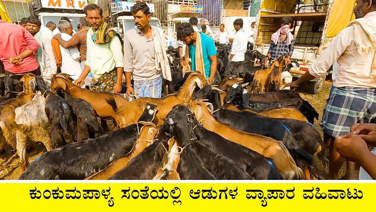 Goats on sale in Kunkumpalya market