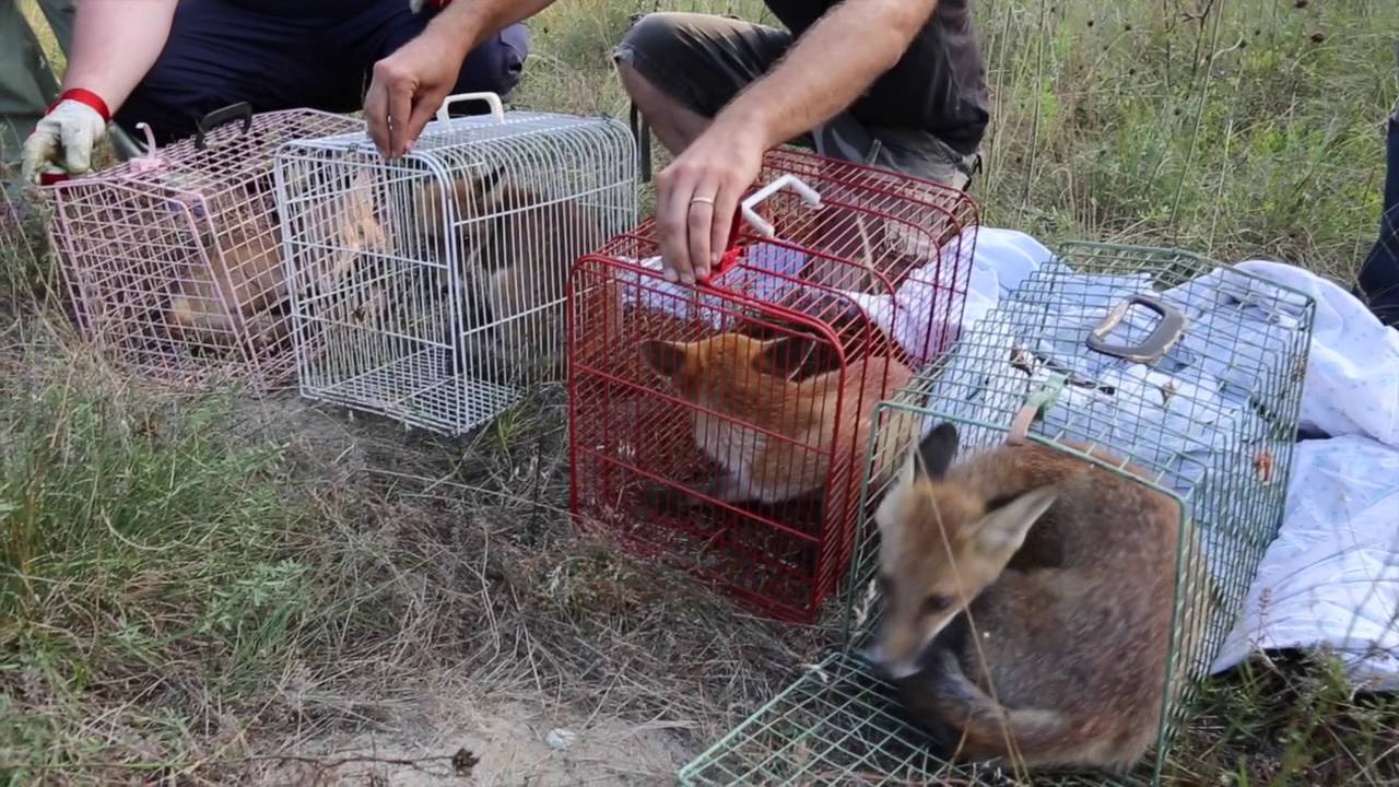 Guardie WWF Lombardia.Liberazione volpi nel Parco del Ticino