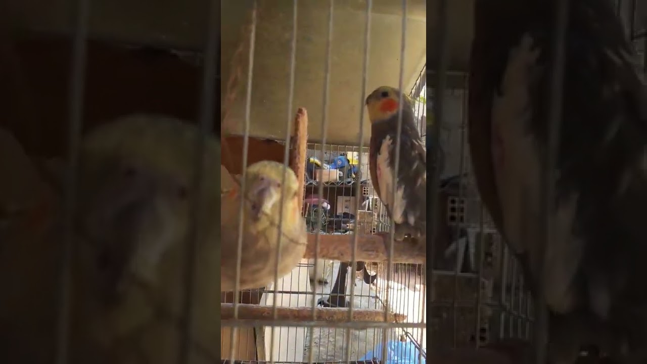 Ela fica doidinha ele cantando pra ela
