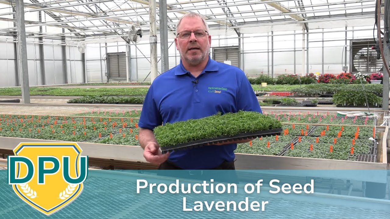 Production of Seed Lavender