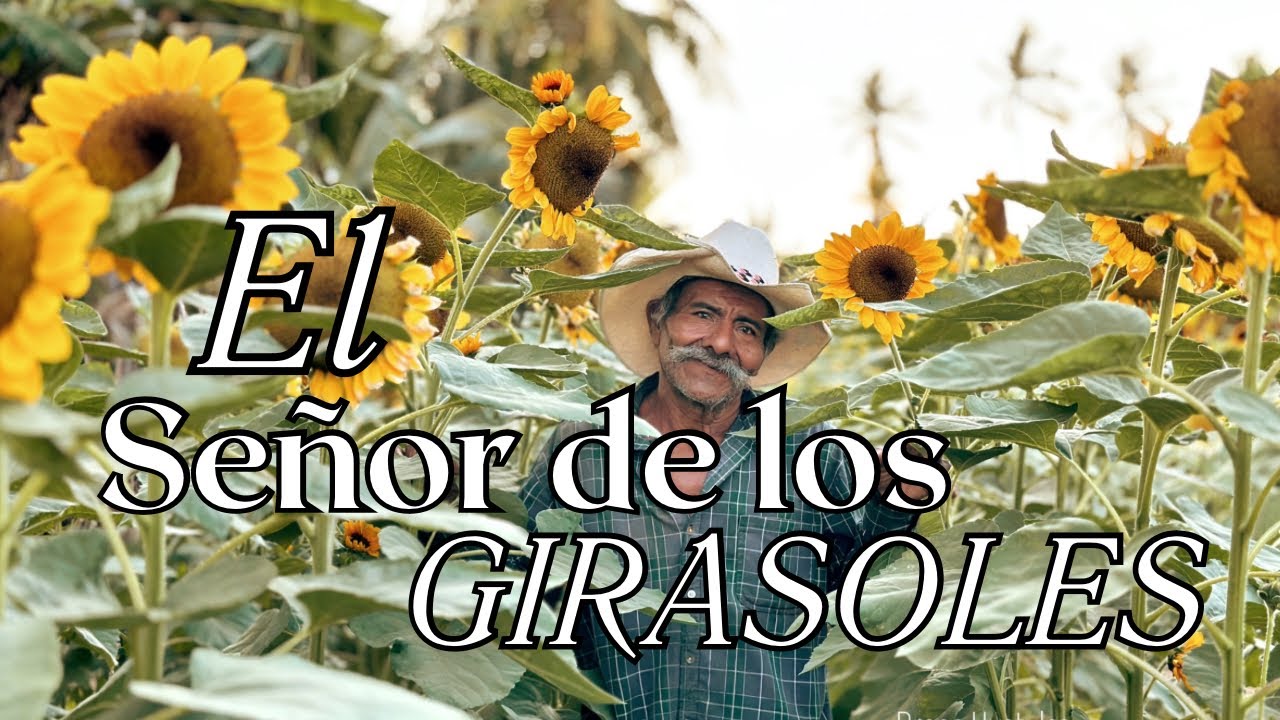 Un lugar lleno de girasoles en Huatulco - Lugar para tomarte fotos 😍