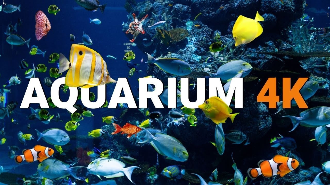 Aquario Música Relaxante Fundo do Mar 4k