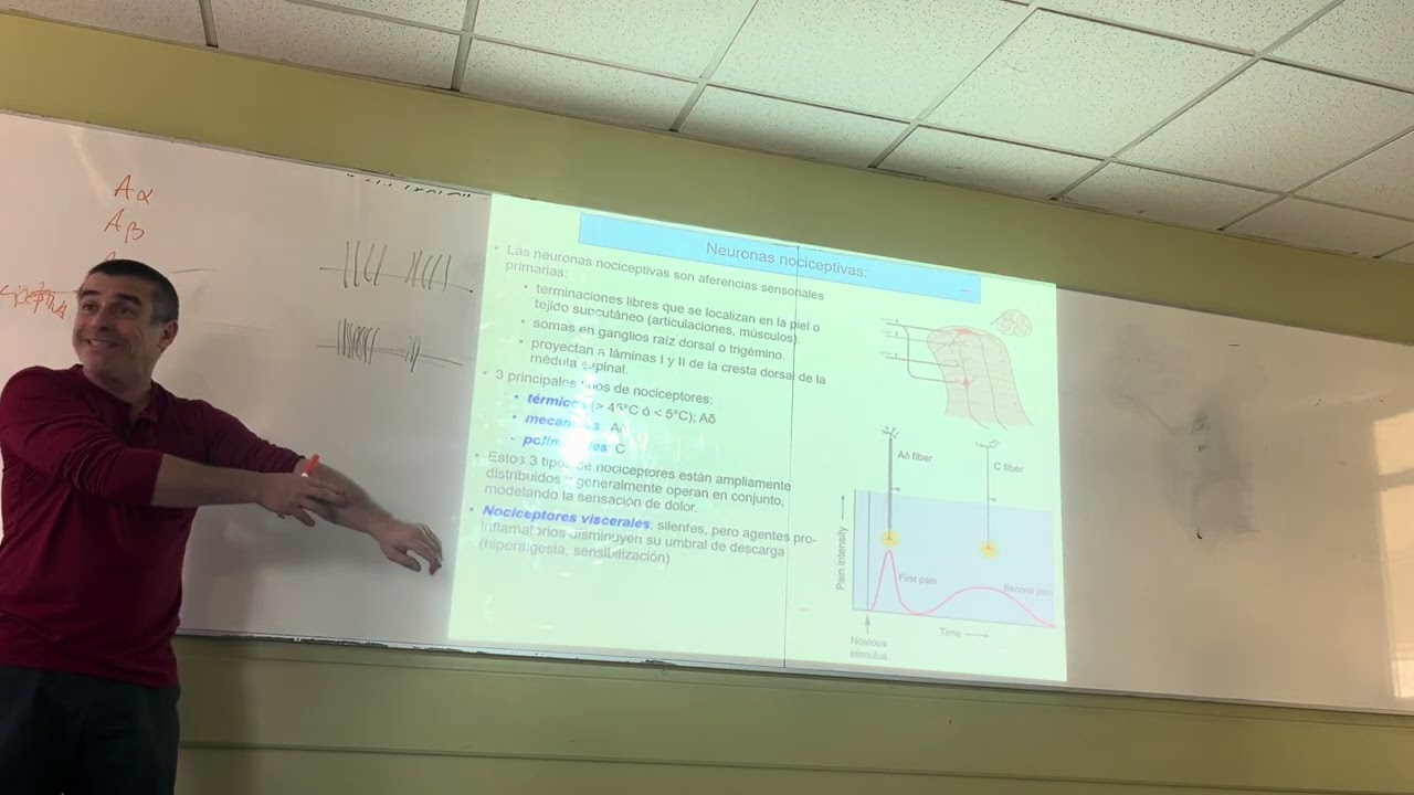 UNIDAD 2; CLASE 8; PARTE 2 - Neurociencias