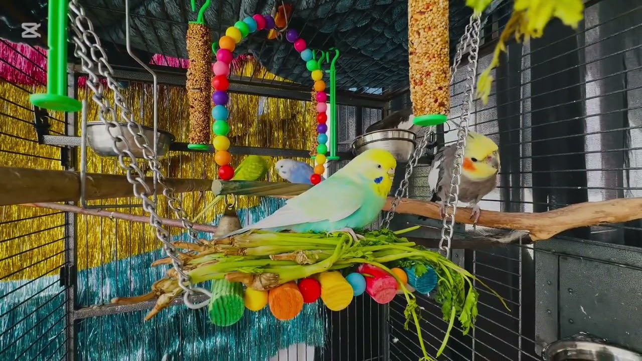 Morning vibes with wings🦜