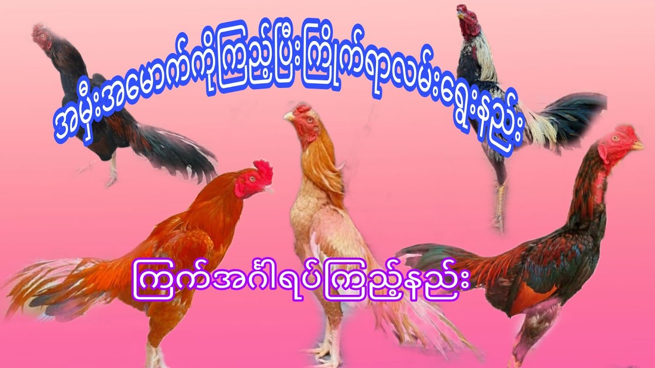 အမွီးအ​ေမာက္​ကိုၾကည္​့ၿပီးအမိုက္​လားအခြပ္​တတ္​လားလမ္​းလားအလိမၼာလားဆိုတာ​ေရြးခ်ယ္​နည္​း