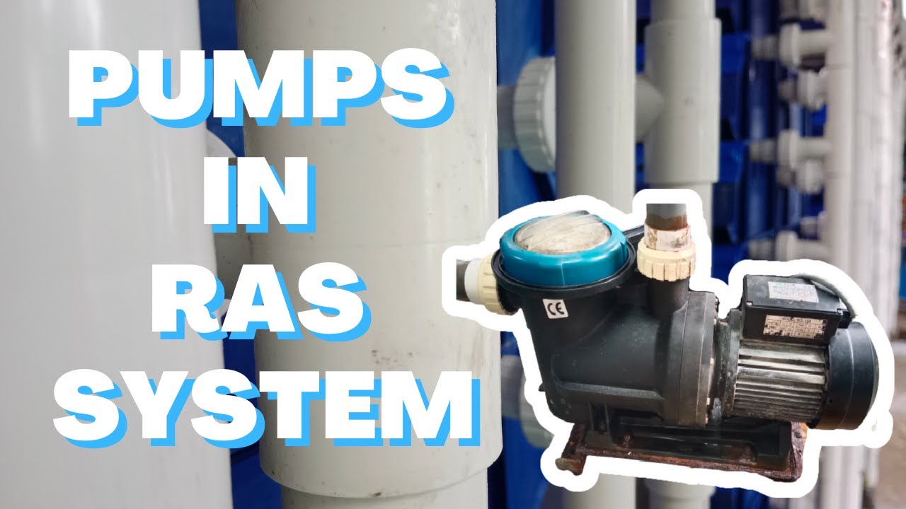Pumps in RAS System