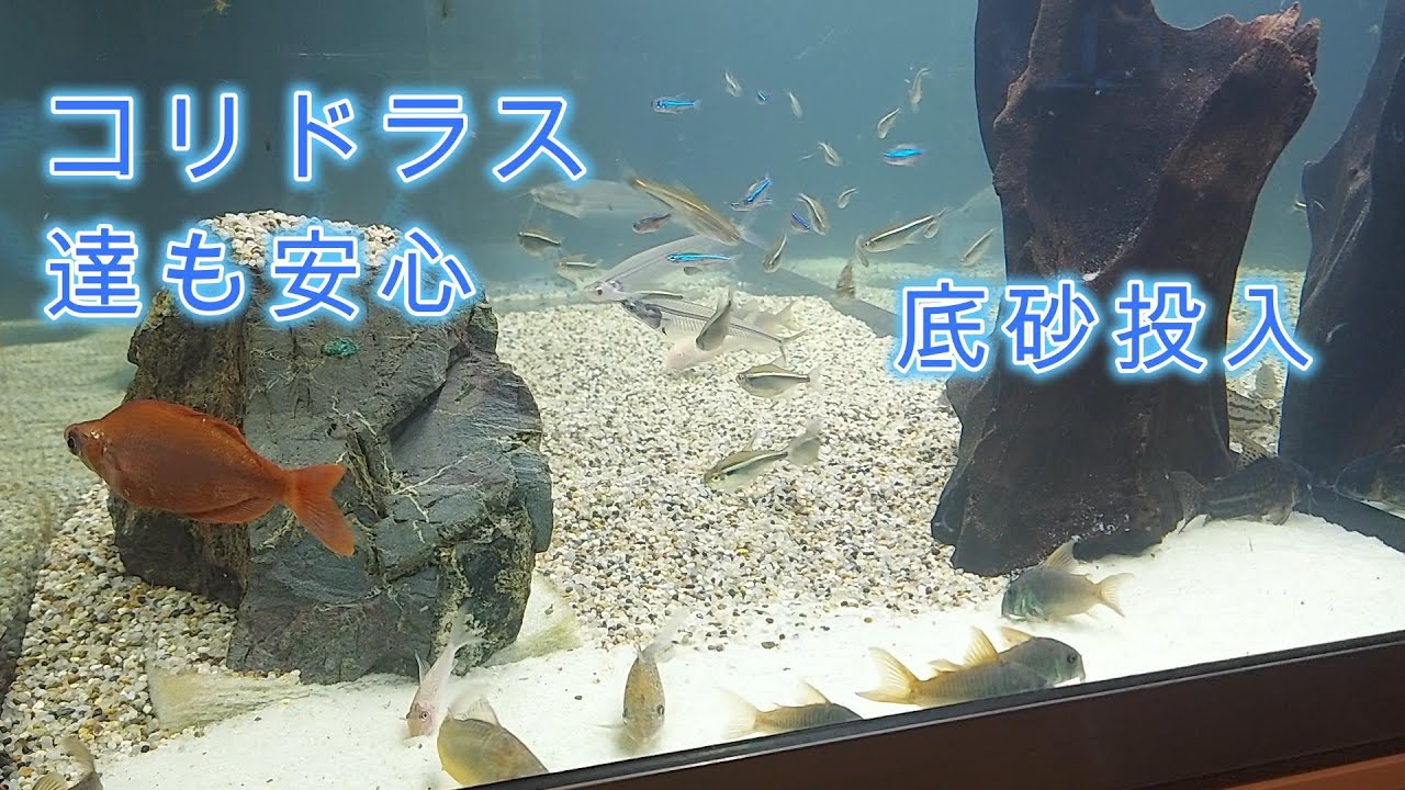120cm水槽　コリドラス達に安心を！
