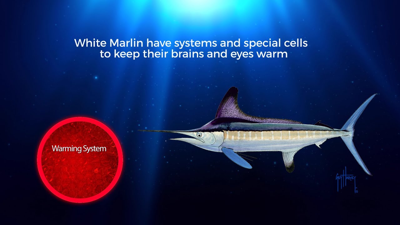 The White Marlin
