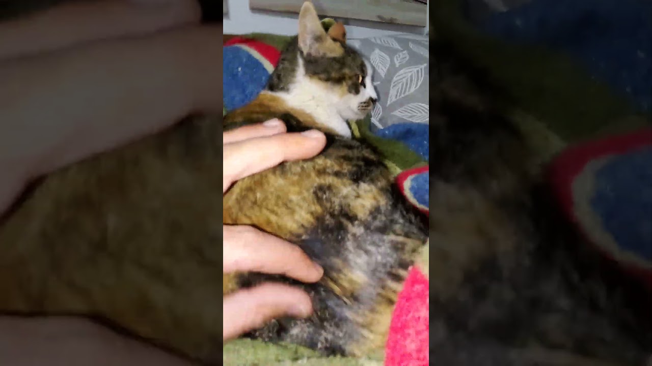 Bajeza humana dispararle perdigones con una pistola a una gata de las estrellas