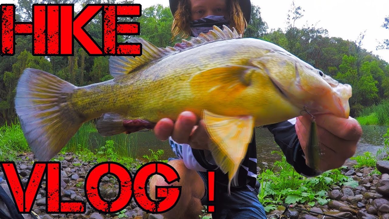 Hiking Through The Gold Coast Creeks For Australian Bass & YellowBelly Bi-Catch ! VLOG