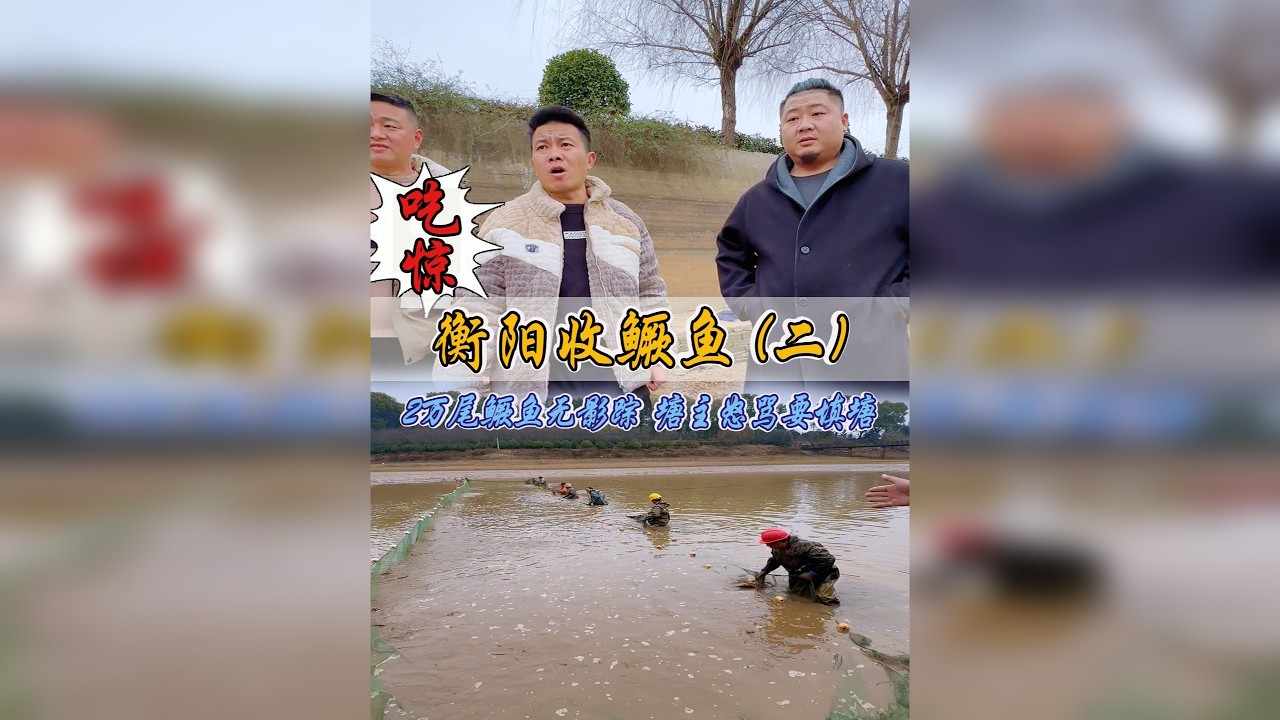 震惊！鱼塘干底“大翻车”2万尾鳜鱼消失无踪，强子暖心出手相救