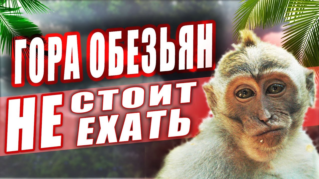 Гора обезьян острова Пхукет. Стоит ли ехать ?!