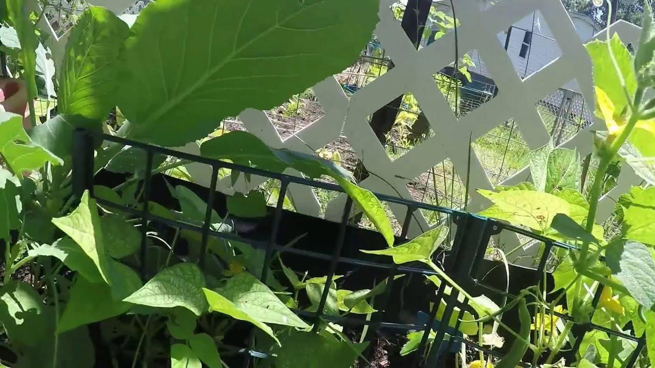 Companion Planting:  Cucumber, Bush Beans, Spinach, Kale, and Cellery