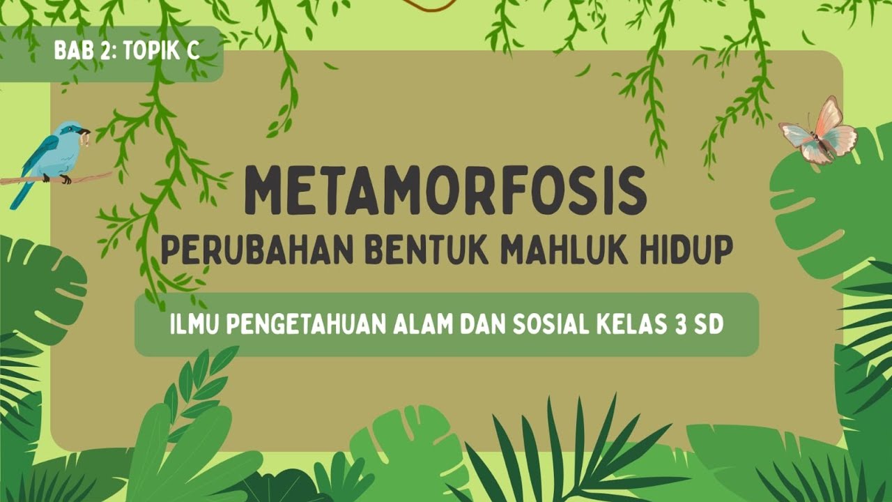 Metamorfosis Perubahan Bentuk Mahluk Hidup | IPAS Kelas 3 SD