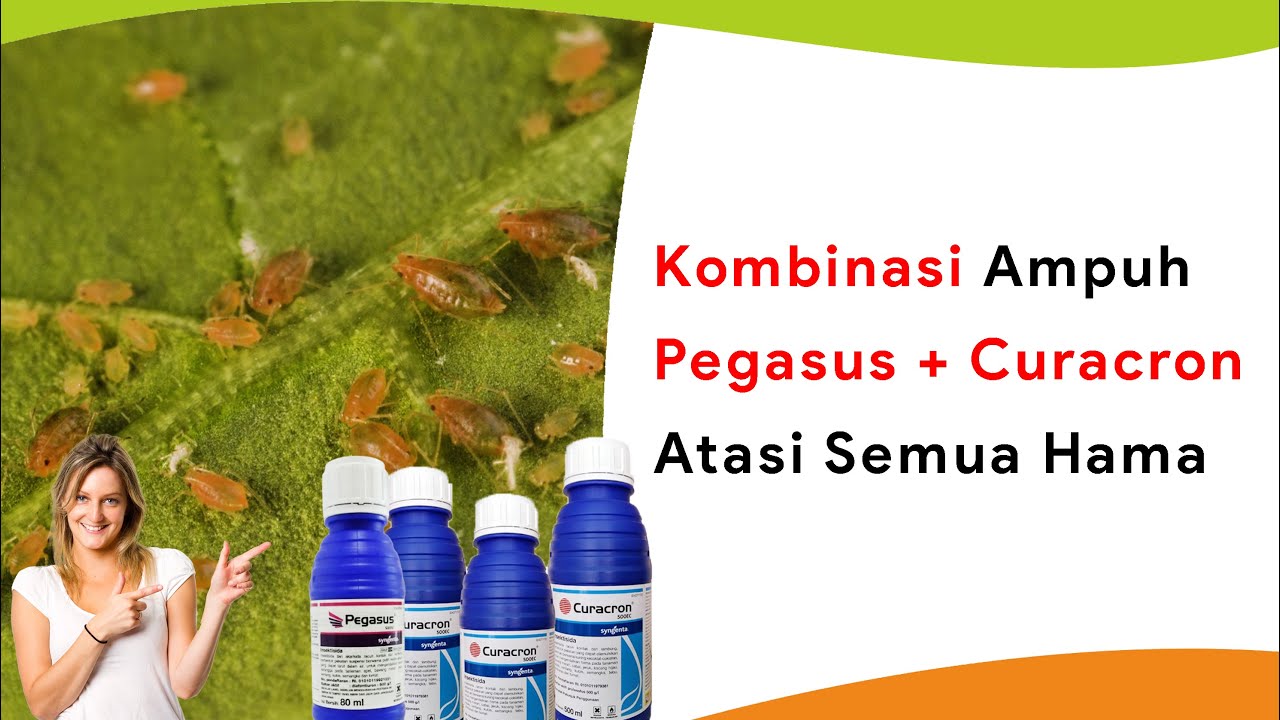 Duet Maut Insektisida Pegasus 500 SC dan Curacron 500 EC! Semua Hama Langsung K.O!