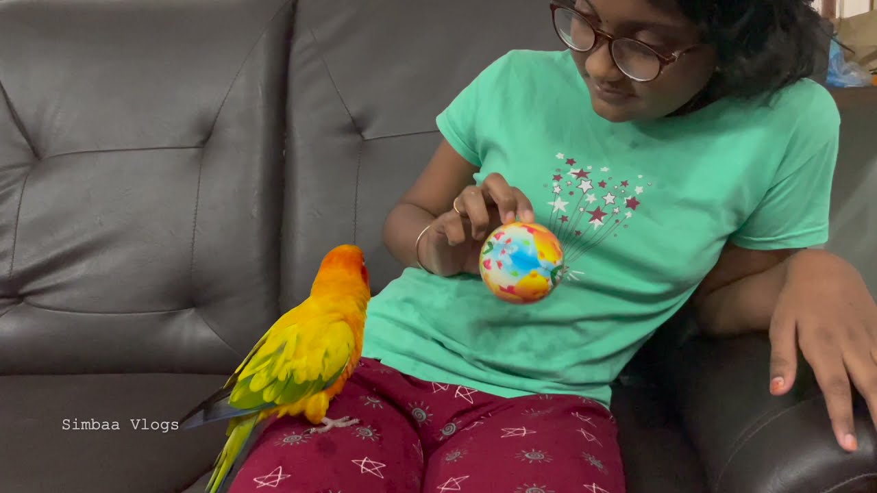 Sun Conure Feather Trimming | Simbaa Vlogs