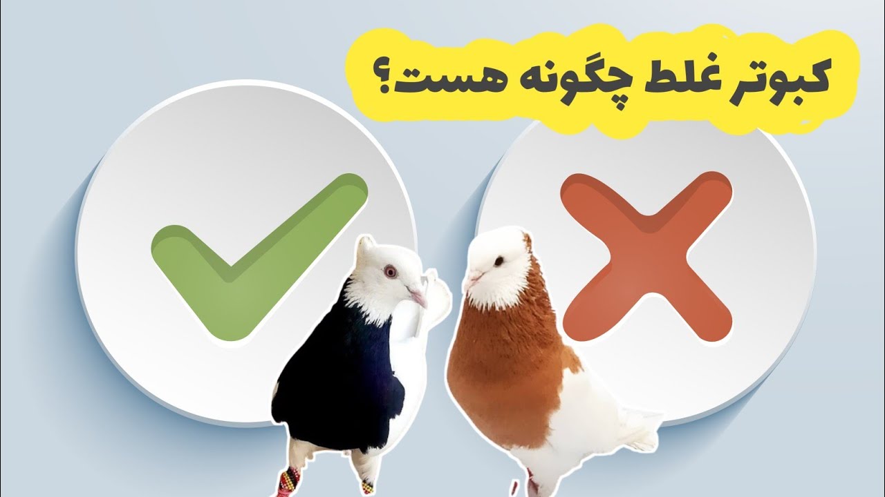 کبوتران غلط چگونه هستند