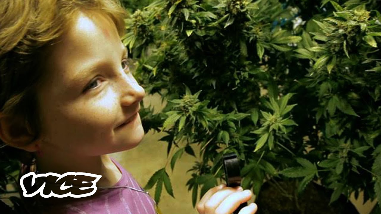 Why Cannabis Is an Important Medicine | The War on Drugs