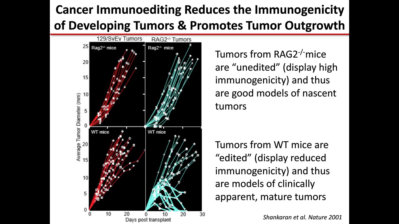 Cancer Neoantigens as Targets for Natural and Therapeutic Anti-Tumor Responses