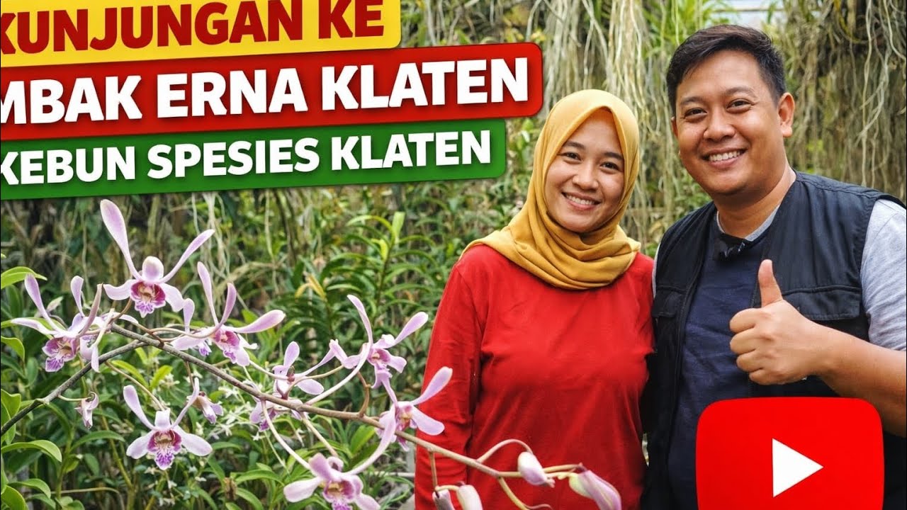 Kebun Anggrek Spesies Mbak Erna Klaten - Sangat Luas & Super Sekali 