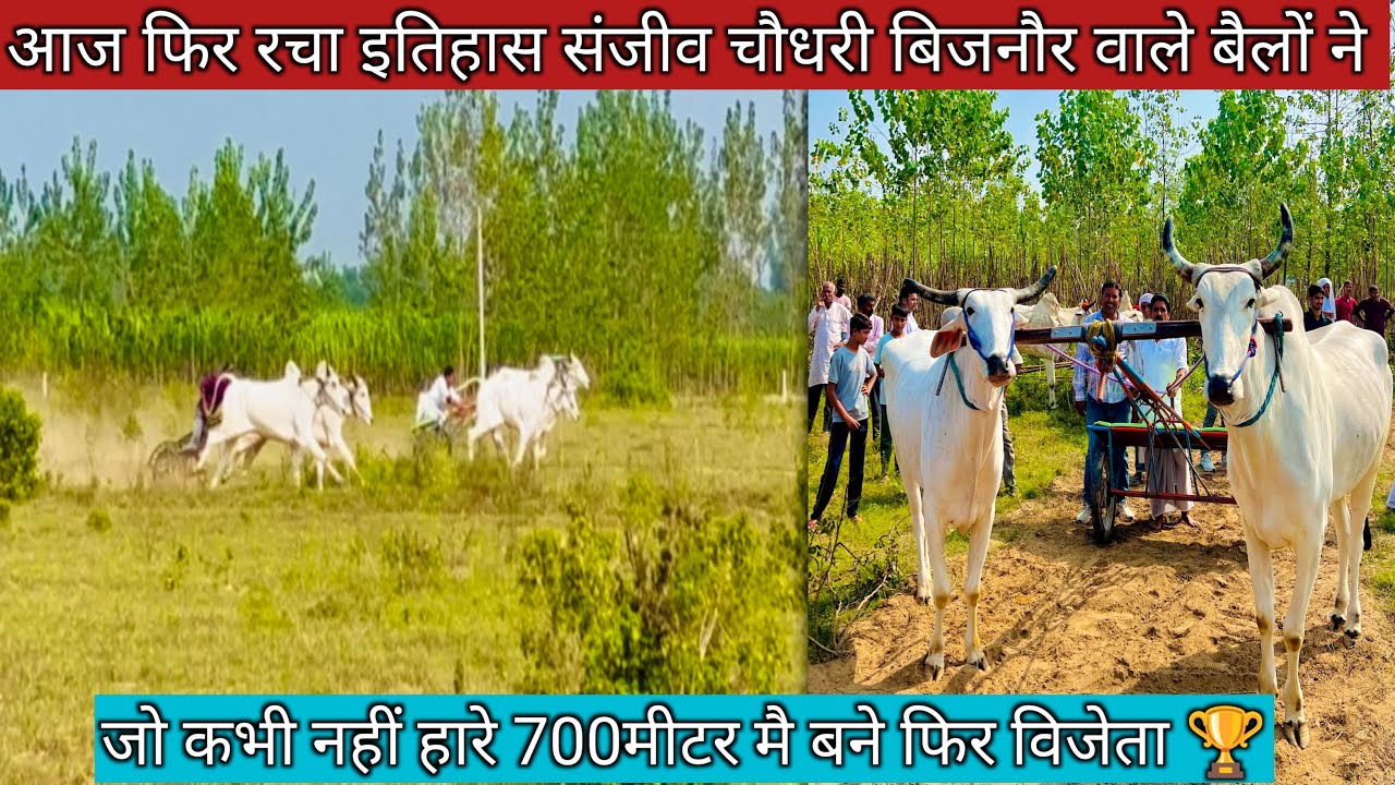 आज फिर रचा इतिहास संजीव चौधरी रावटी (बिजनौर) बंटी चौधरी नेगी (मुरादाबाद )के बैलों को हराकर 700 मीटर