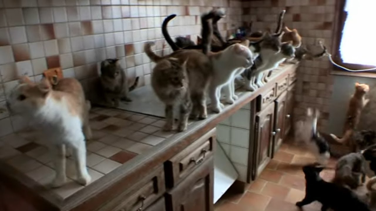 Синдром Ноя, они собирают животных!