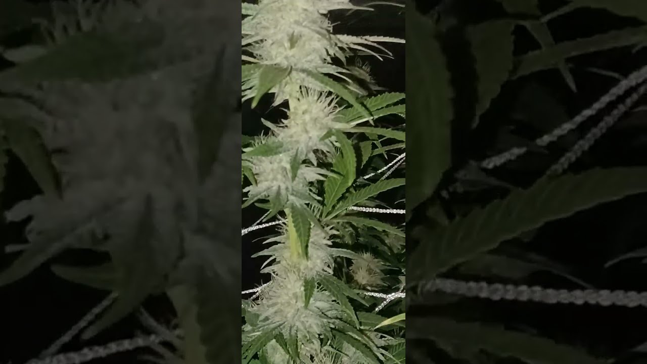 Ac Infinity Evo 6 ~ Blueberry Pancakes ~Humboldt Seed Co ~Advanced Nutrients