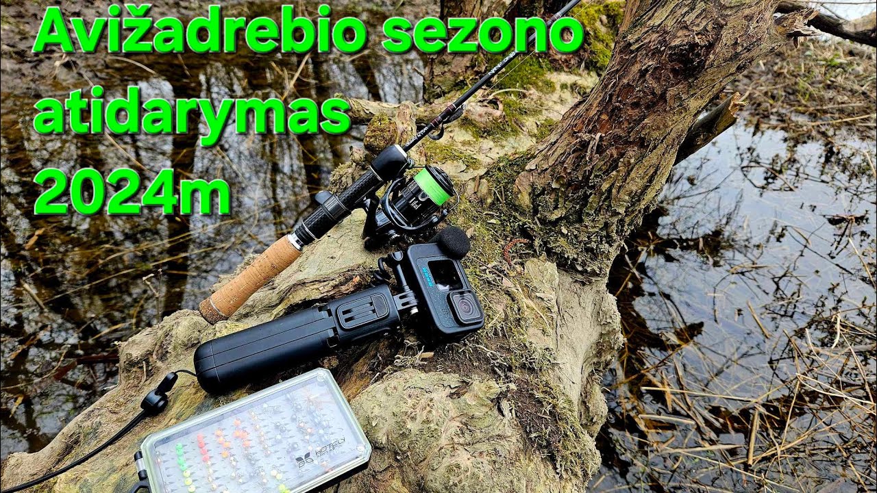 Avižadrebio sezono atidarymas 2024m.