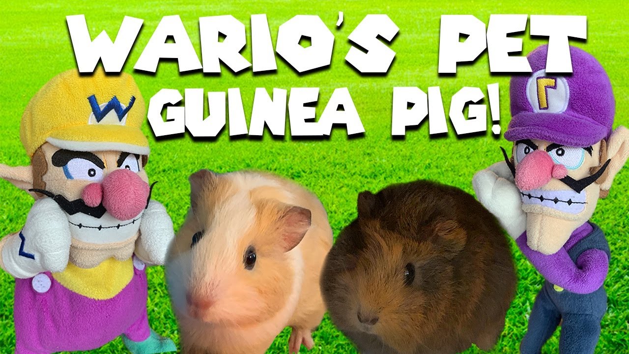 Wario's Pet Guinea Pigs! - Super Mario Richie