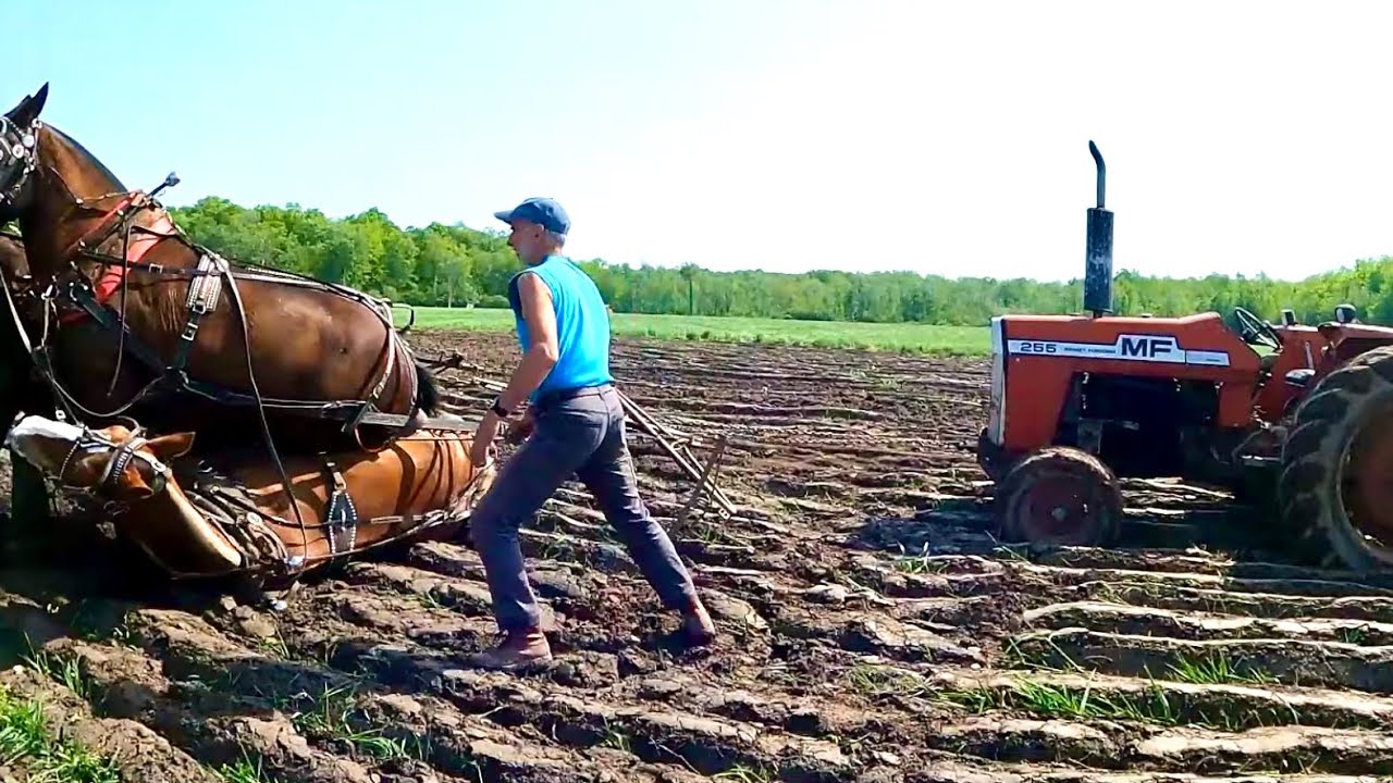 КАТАСТРОФА, ЗАСНЯТАЯ НА КАМЕРУ // Столкновение лошадей!!!