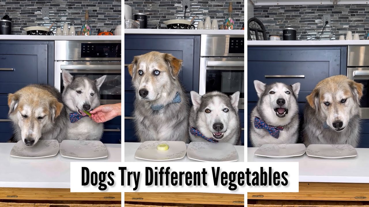 Dogs Try Different Vegetables 