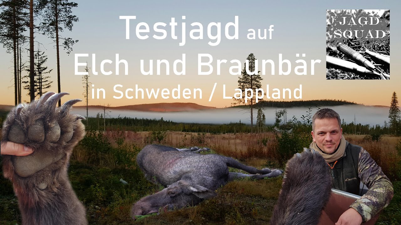 Elch und Braunbär zur TESTJAGD in Schweden / Lappland