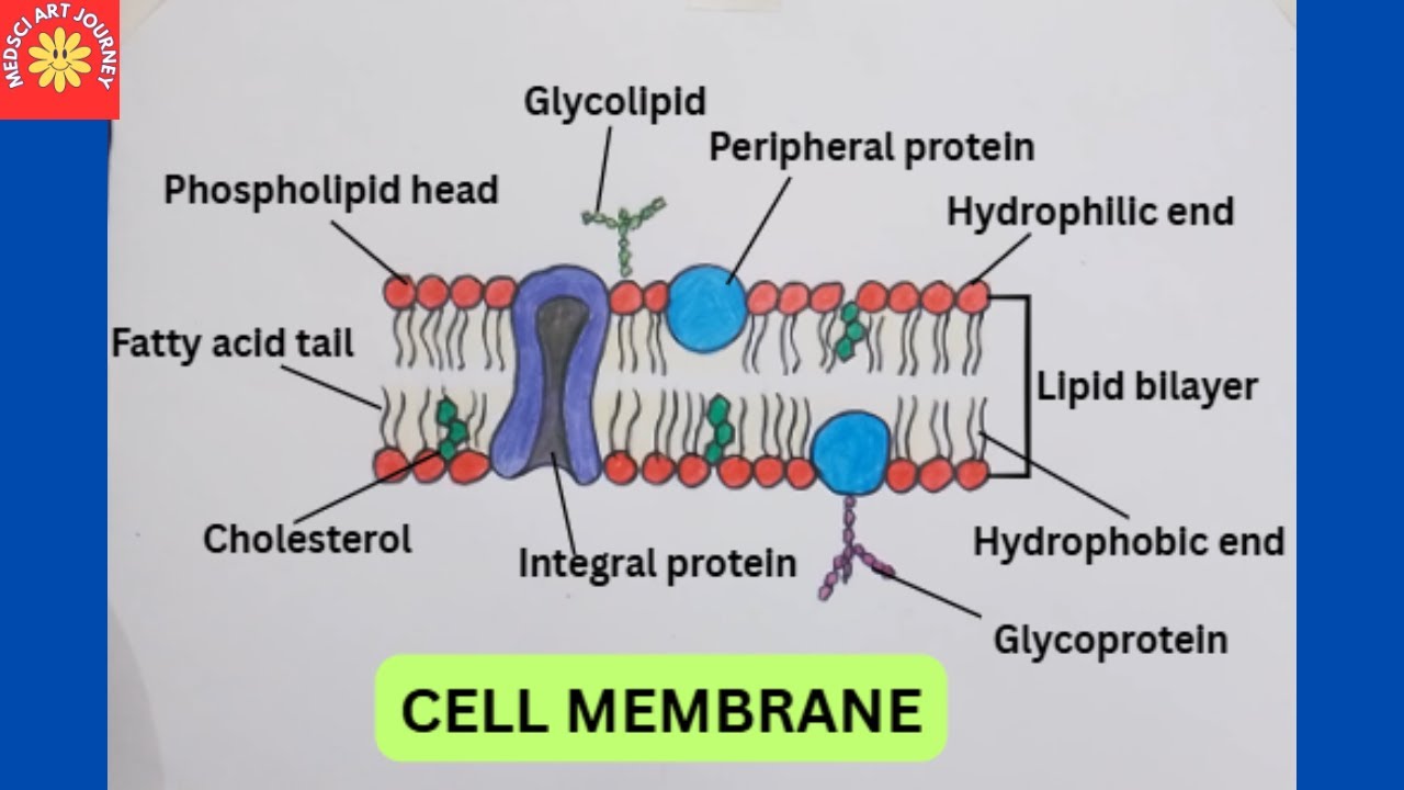 Structure Of Cell Membrane/Plasma Membrane/ Fluid Mosaic Model/ Lipid bilayer/Drawing for Beginners 